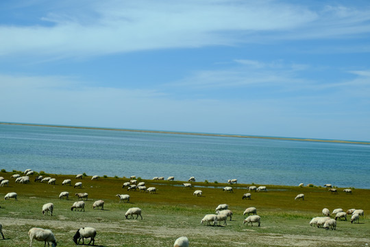 青海湖