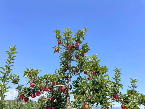 花牛苹果