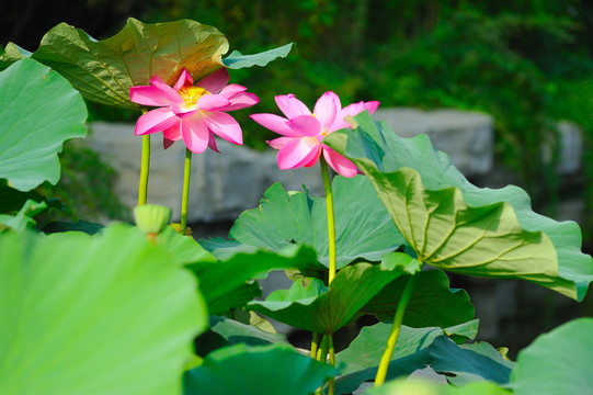 荷花池塘