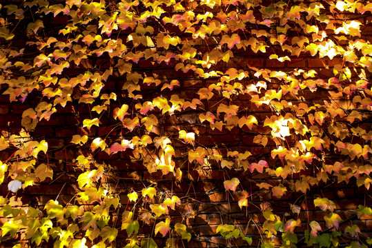 秋叶植物墙