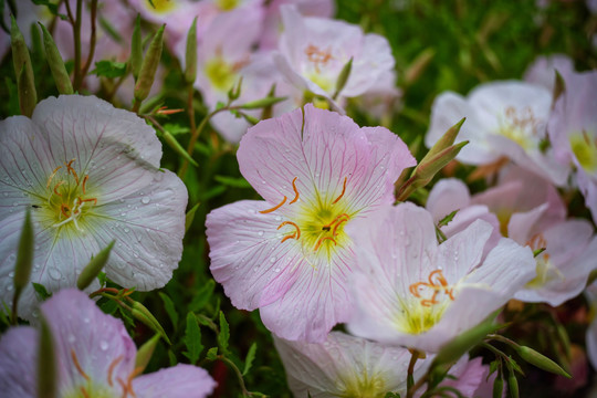 美丽月见草花朵