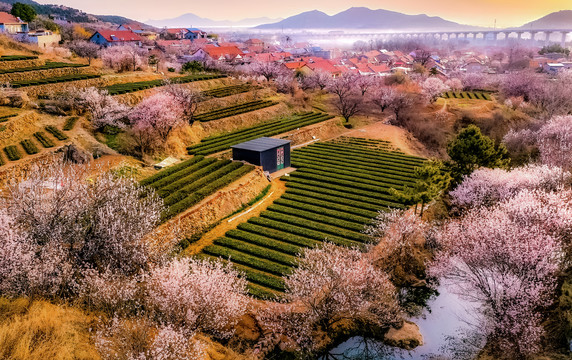 崂山庙石村茶园