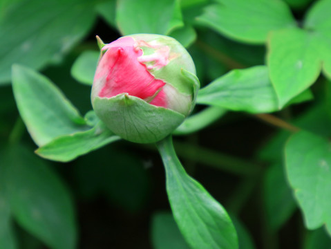 牡丹花蕾