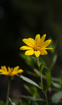 唯美菊芋