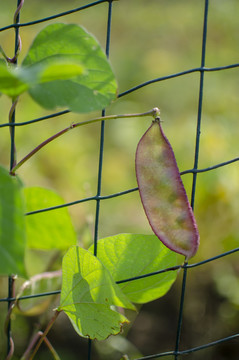农家紫扁豆
