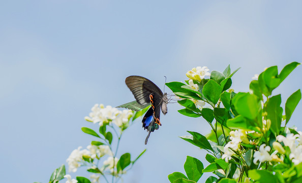 蝶恋花