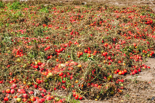 新疆农业丰收小西红柿