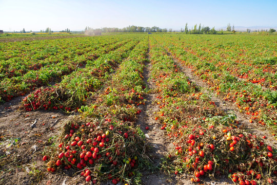 新疆番茄