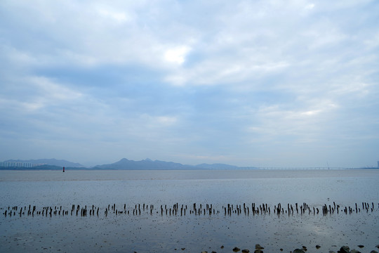 深圳湾海水退潮之后的景象跳跳鱼