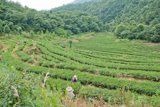 高山茶园夏茶采摘