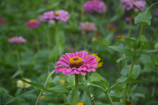 百日菊