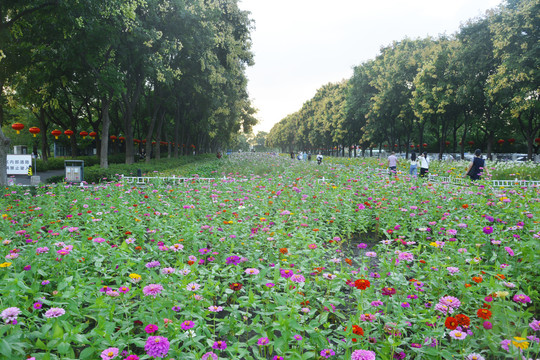 百日菊