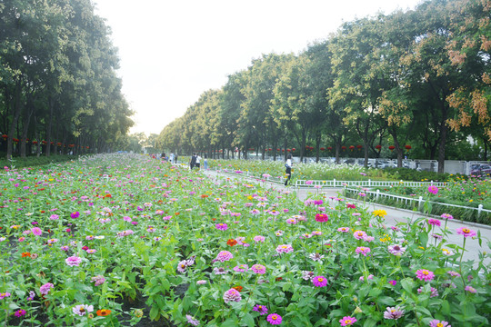 公园景观花卉