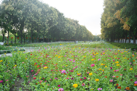 公园景观花卉