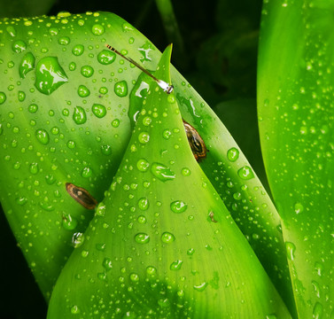 小昆虫蜻蜓