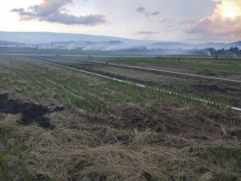 稻田稻草