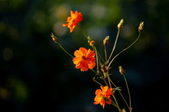 格桑花