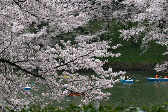 观赏樱花