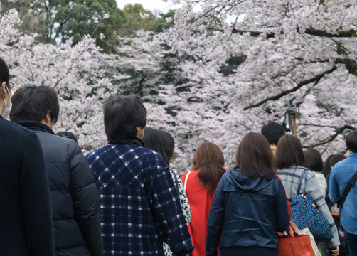 日本游赏樱花