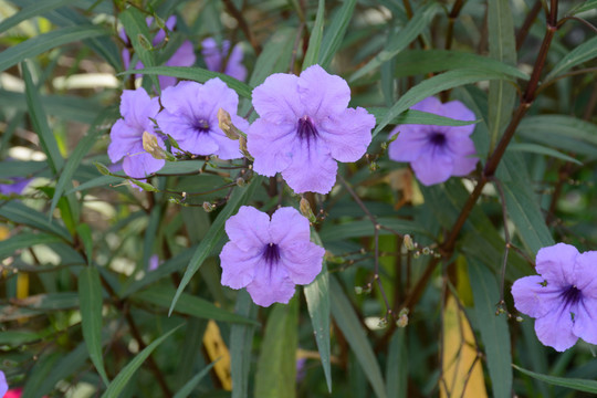 蓝花草