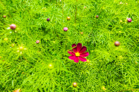 格桑花海