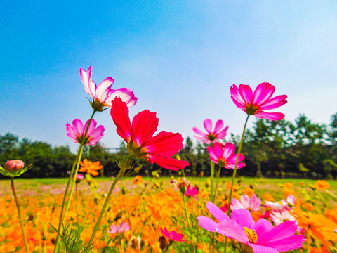 格桑花海