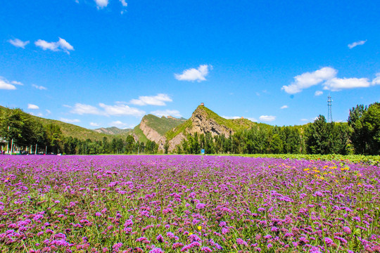 延庆四季花海