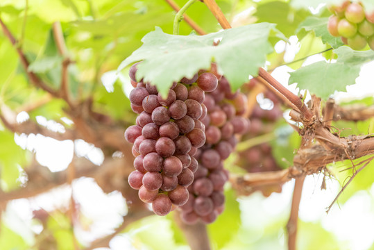 葡萄园成熟的葡萄