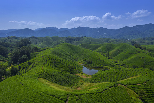 鸟瞰蓝天白云下的大山茶田