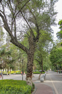 兰州大学沙枣树