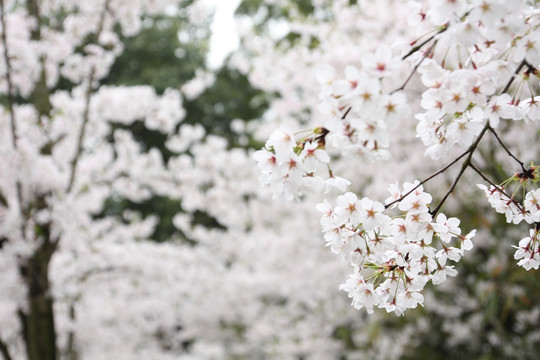 樱花