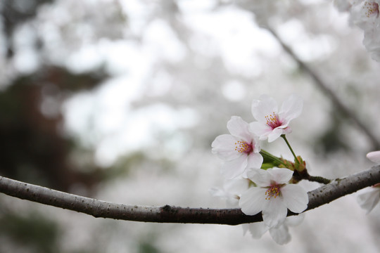 樱花