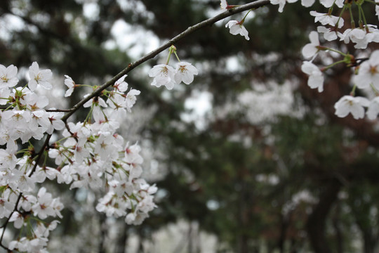 樱花