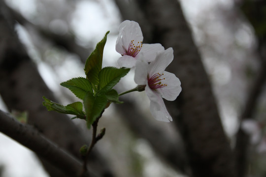 樱花