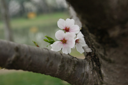 樱花