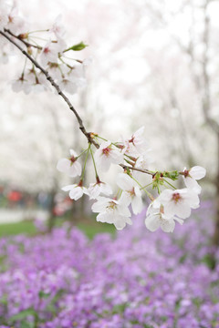 樱花