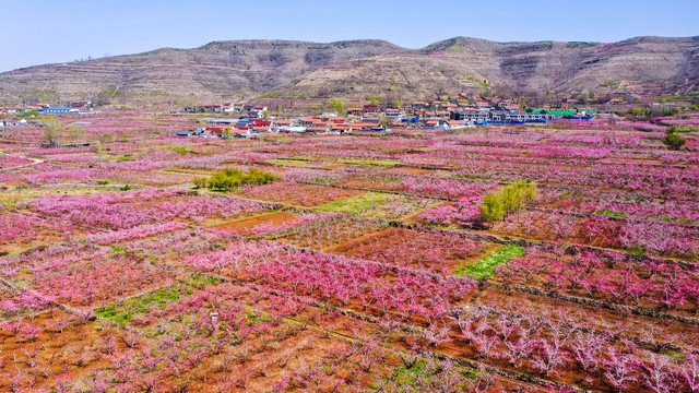 云蒙湖桃花