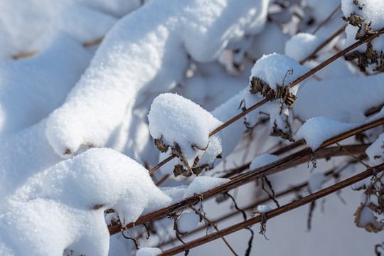 雪地