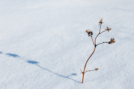 雪地