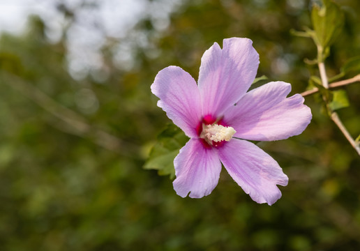 木槿