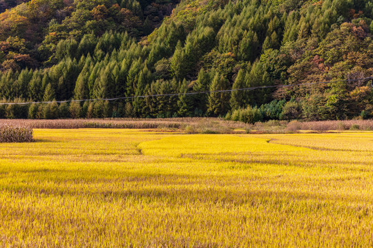 秋天金色的丰收水稻农田