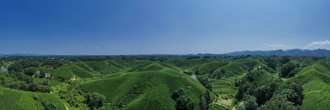 高清茶田茶园全景大图