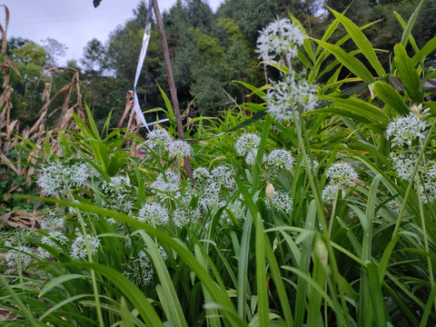 宽叶韭花