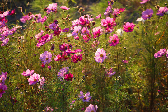 格桑花