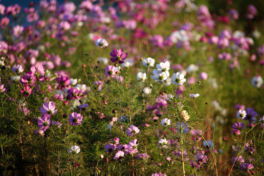 格桑花