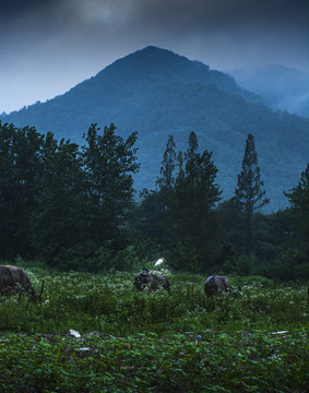 深山放牛