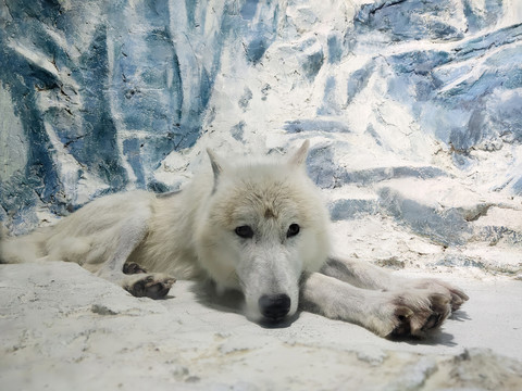 雪狼