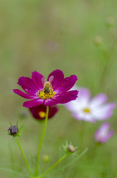 蜜蜂鲜花