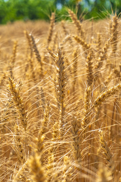 新疆成熟的麦田