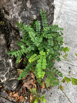 野草